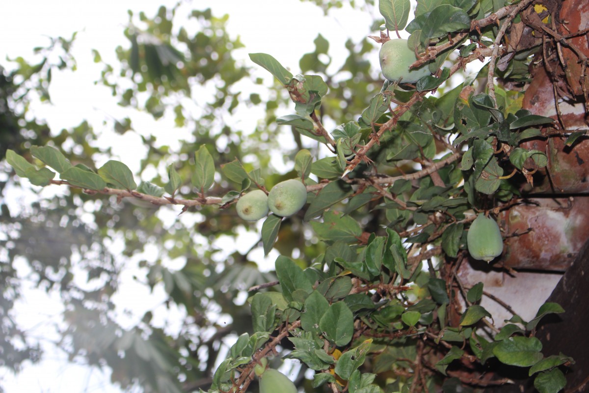 Ficus pumila L.